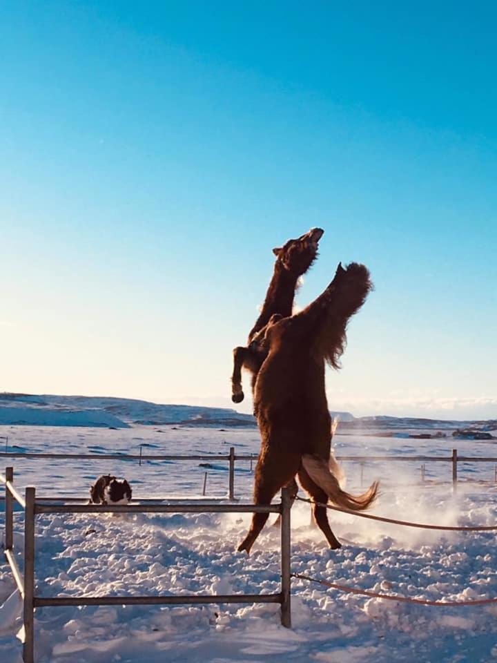 Skálinn between Gullfoss&Geysir - Myrkholt Farm Haukadalur Exterior foto